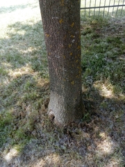 Fraxinus angustifolia