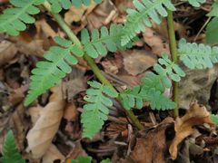 Dryopteris sichotensis