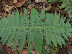 Dryopteris sichotensis