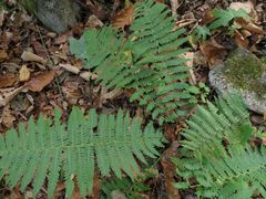 Dryopteris sichotensis
