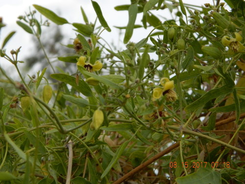 Oriental virginsbower (Clematis orientalis)