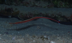 Dunckerocampus baldwini