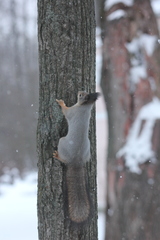 Sciurus vulgaris