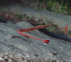 Dunckerocampus baldwini