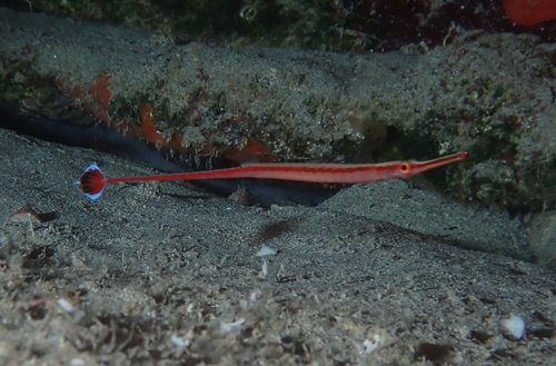 Redstripe pipefish (Dunckerocampus baldwini) — Syngnathidae — 5