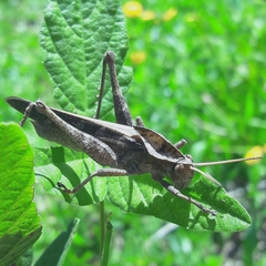 Xyleus discoideus discoideus