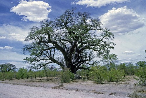 African baobab