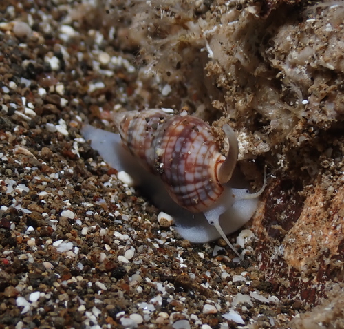 Nassarius gaudiosus observed 2022-01-11