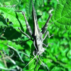 Xyleus discoideus discoideus
