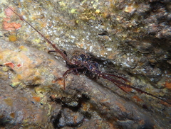 Panulirus penicillatus