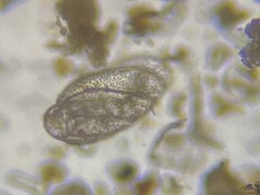Buliminella elegantissima