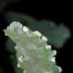 Eriophyes similis
