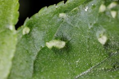 Eriophyes similis