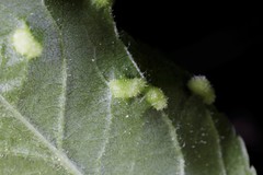 Eriophyes similis