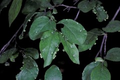 Eriophyes similis