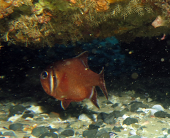 Trachichthys australis