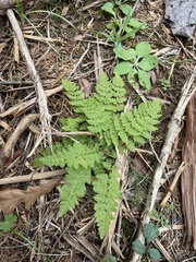 Woodsia obtusa occidentalis
