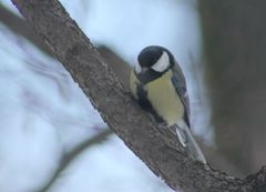 Parus major