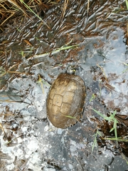 Trachemys scripta