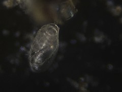 Buliminella elegantissima
