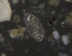 Buliminella elegantissima