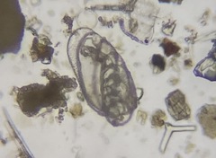 Buliminella elegantissima
