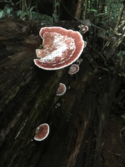 Rhodofomitopsis feei