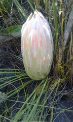 Protea lorea