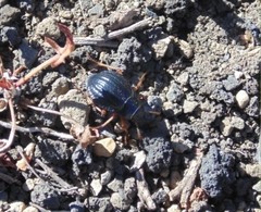 Nyctelia crassecostata