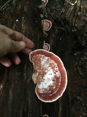 Rhodofomitopsis feei