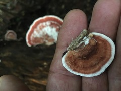 Rhodofomitopsis feei