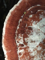 Rhodofomitopsis feei