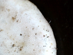 Rhodofomitopsis feei