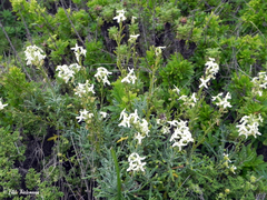 Mathewsia foliosa