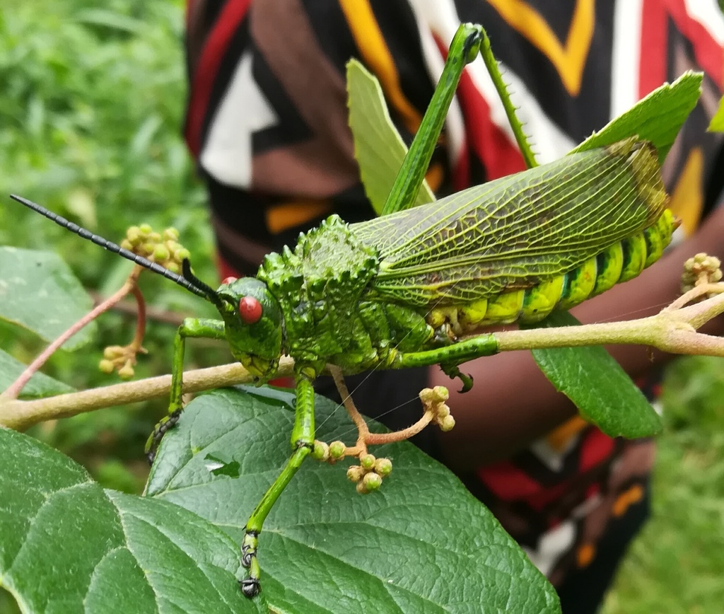 Phyteumas