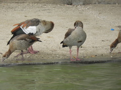 Alopochen aegyptiaca