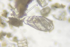 Buliminella elegantissima