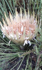 Protea lorea