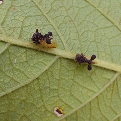 Cyphonia clavigera