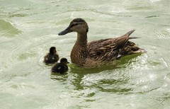 Anas platyrhynchos