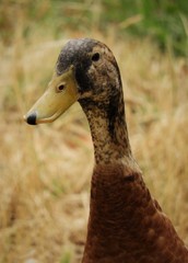 Anas platyrhynchos domesticus
