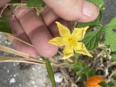 Momordica charantia image