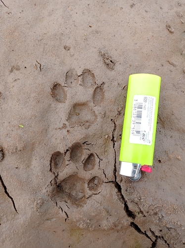Jaguarundi
