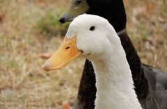 Anas platyrhynchos domesticus