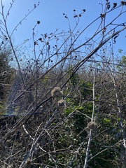 Helianthus argophyllus