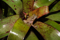 Bromeliad Treefrog photo 4