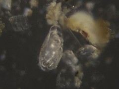 Buliminella elegantissima