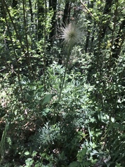 Pulsatilla montana