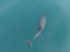Delphininae