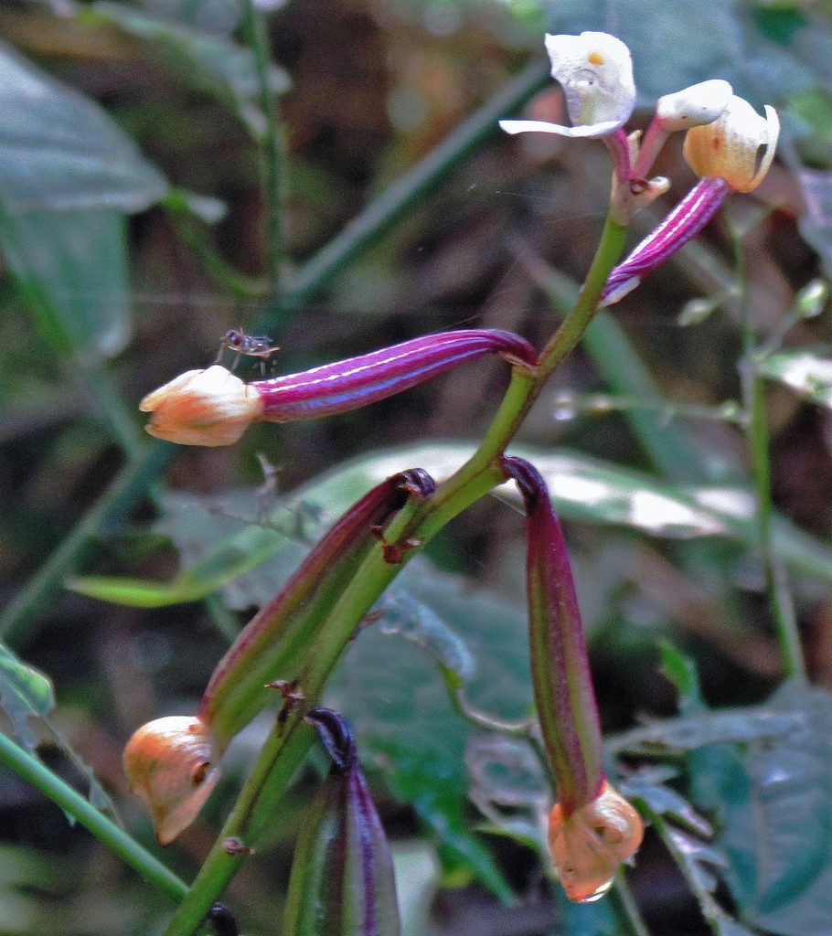 Govenia utriculata